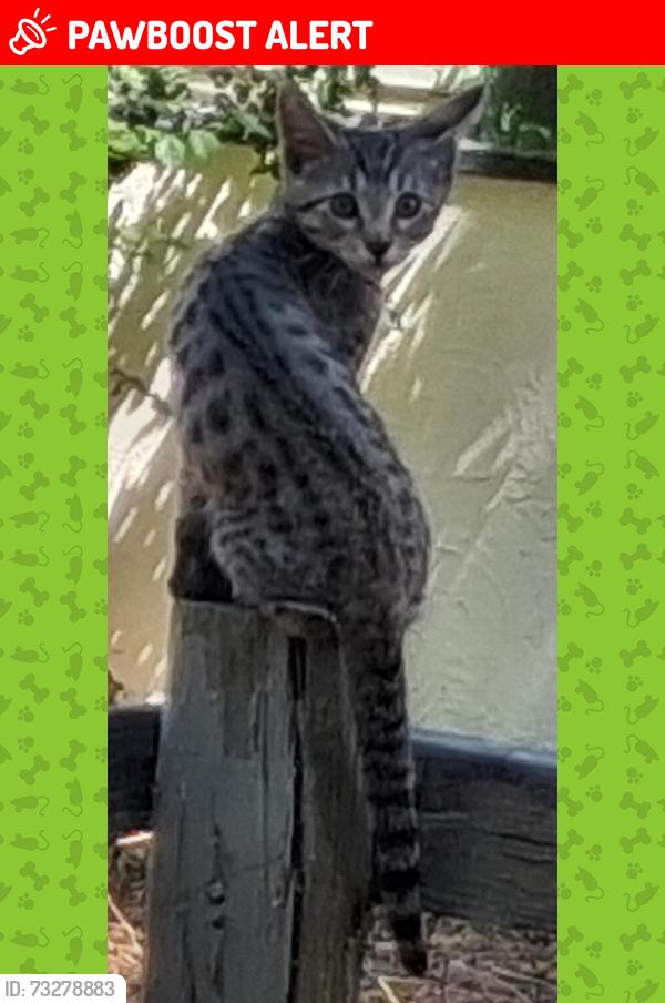 Lost Female Cat last seen Near East Moreno Avenue between Institute & Cedar st., Colorado Springs, CO 80903