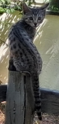 Lost Female Cat last seen Near East Moreno Avenue between Institute & Cedar st., Colorado Springs, CO 80903