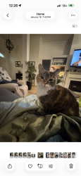 Lost Female Cat last seen Mistflower and SH46, New Braunfels, TX 78130