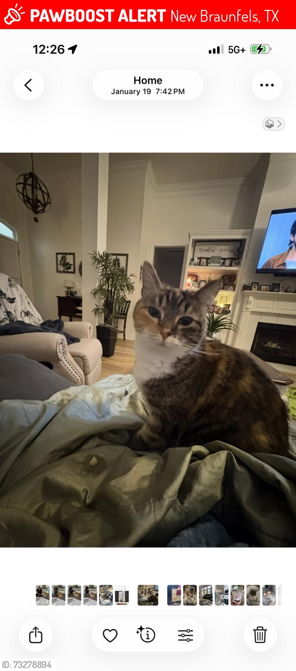 Lost Female Cat last seen Mistflower and SH46, New Braunfels, TX 78130