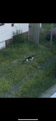 Found/Stray Unknown Cat last seen Backyard of address, Norfolk, VA 23503