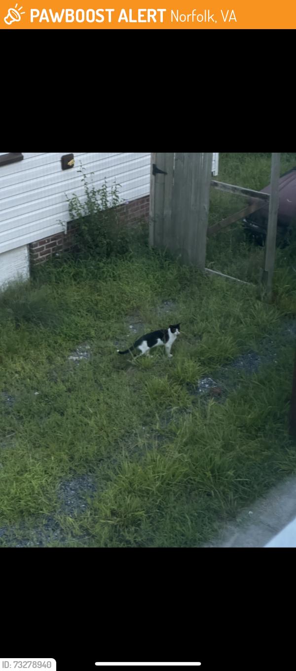 Found/Stray Unknown Cat last seen Backyard of address, Norfolk, VA 23503