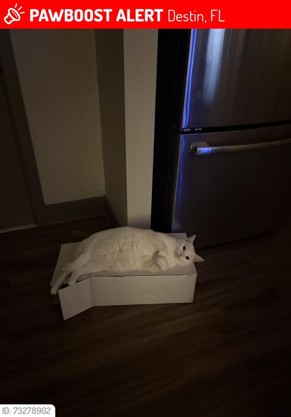 Lost Male Cat last seen Henderson, Destin, FL 32541