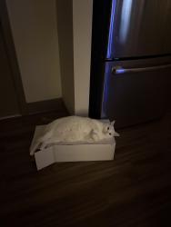 Lost Male Cat last seen Henderson, Destin, FL 32541