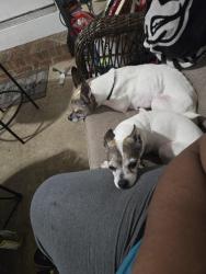 Reunited Male Dog last seen Ebert, Winston-Salem, NC 27127