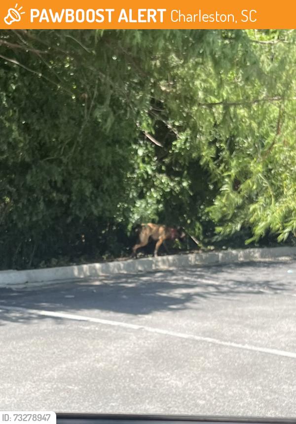 Found/Stray Unknown Dog last seen Back of Zaxby's parking lot, Charleston, SC 29406