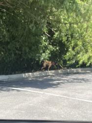 Found/Stray Unknown Dog last seen Back of Zaxby's parking lot, Charleston, SC 29406