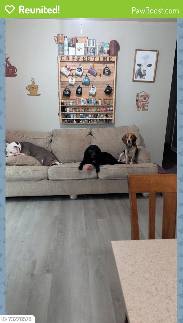 Reunited Male Dog last seen Between Lennox Ave and Mushroom Rd., Towamensing Trails, PA 18210