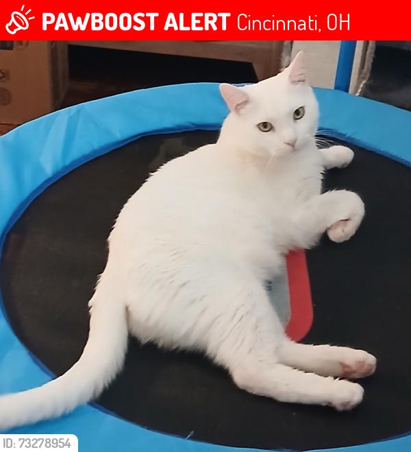 Lost Male Cat last seen Lanette Dr, Cincinnati, OH 45230