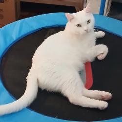 Lost Male Cat last seen Lanette Dr, Cincinnati, OH 45230