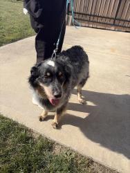 Found/Stray Male Dog last seen 75th and walnut, Kansas City, MO 64114