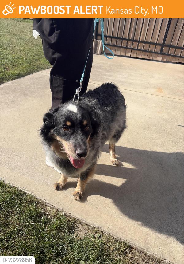 Found/Stray Male Dog last seen 75th and walnut, Kansas City, MO 64114