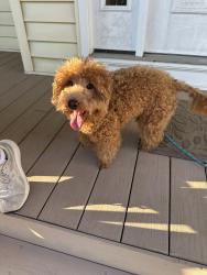 Found/Stray Male Dog last seen Clopper Rd and Liberty Mill Rd, Germantown, MD 20874