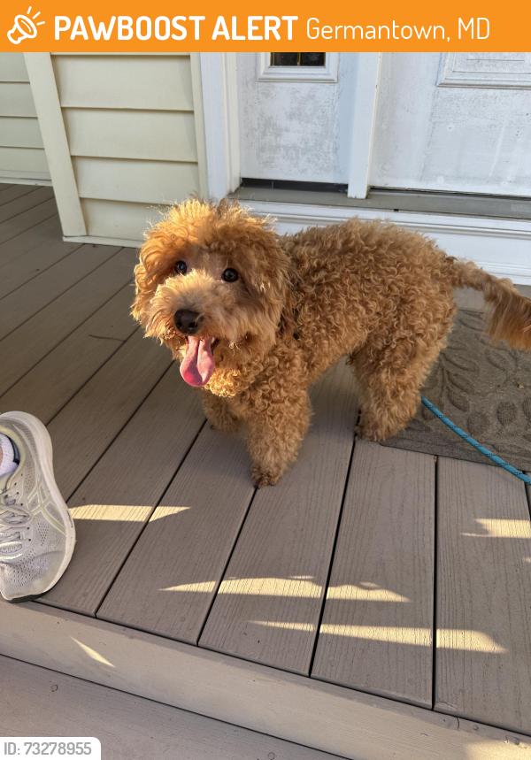 Found/Stray Male Dog last seen Clopper Rd and Liberty Mill Rd, Germantown, MD 20874