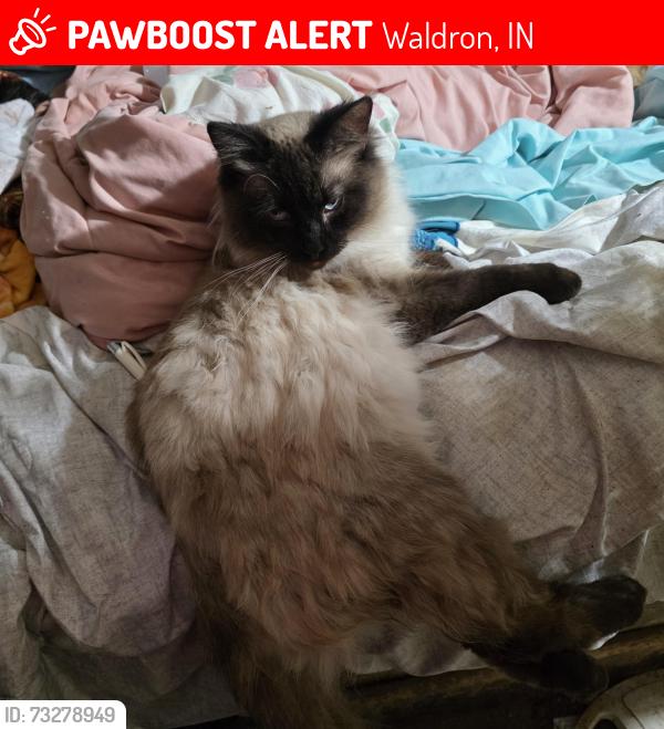 Lost Male Cat last seen S Main Street, Waldron, IN 46182