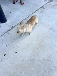 Found/Stray Unknown Dog last seen Bissonnett and sugarland howell, Harris County, TX 77083