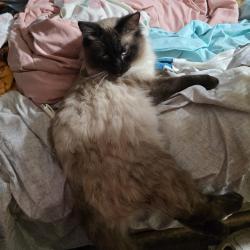 Lost Male Cat last seen S Main Street, Waldron, IN 46182