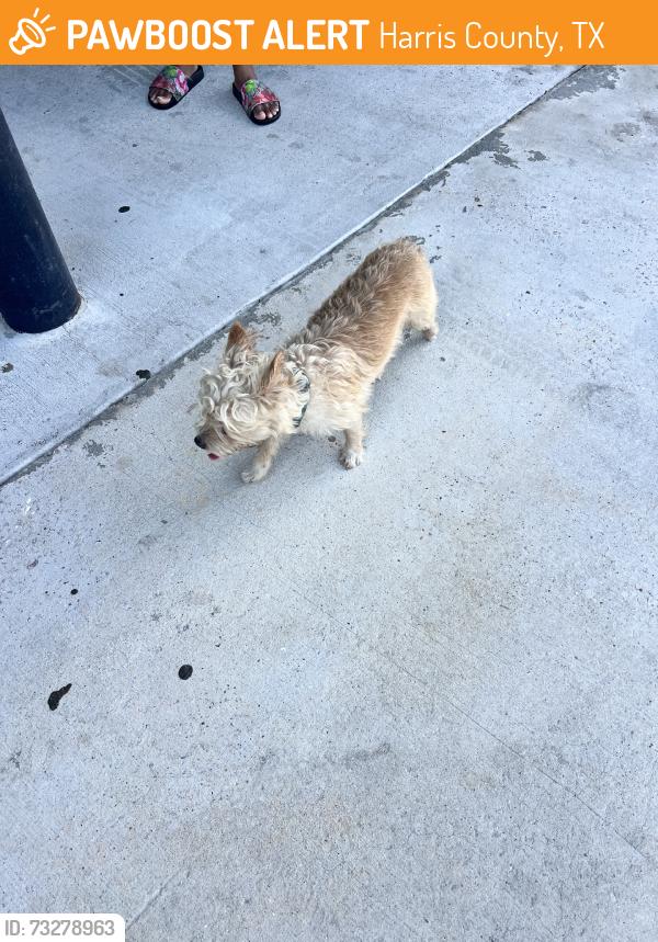 Found/Stray Unknown Dog last seen Bissonnett and sugarland howell, Harris County, TX 77083