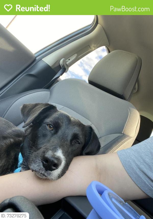 Reunited Male Dog last seen Elm st Wakefield ma, Wakefield, MA 01880