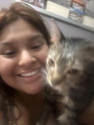 Reunited Male Cat last seen Kimball and Belmont, Chicago, IL 60618