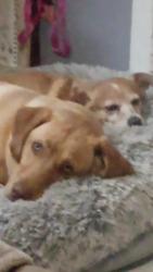 Lost Female Dog last seen Cedar Street, I think she crossed over highway 59 because she was at W. Marigold Ave if she would have ran west she would have been only 1 block from home., Foley, AL 36535