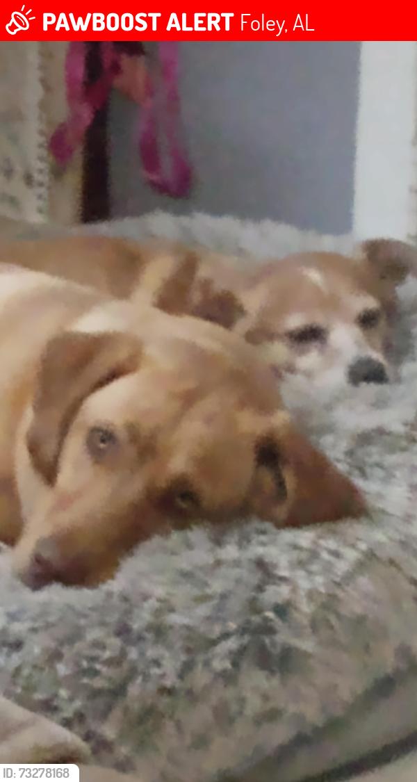 Lost Female Dog last seen Cedar Street, I think she crossed over highway 59 because she was at W. Marigold Ave if she would have ran west she would have been only 1 block from home., Foley, AL 36535