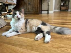 Found/Stray Unknown Cat last seen Country Aire Park & Fir, Broken Arrow, OK 74012