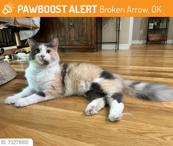 Found/Stray Unknown Cat last seen Country Aire Park & Fir, Broken Arrow, OK 74012