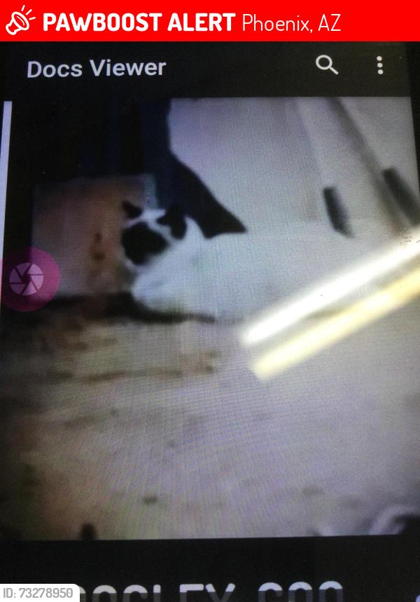 Lost Male Cat last seen 23rd Ave and Altadena, Phoenix, AZ 85029