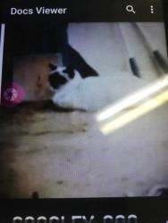 Lost Male Cat last seen 23rd Ave and Altadena, Phoenix, AZ 85029