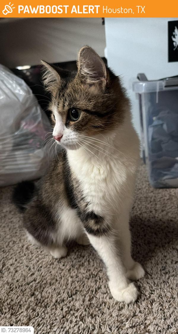 Found/Stray Female Cat last seen Plum Creek Ln, Houston, TX 77087