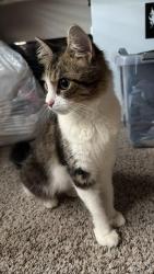 Found/Stray Female Cat last seen Plum Creek Ln, Houston, TX 77087