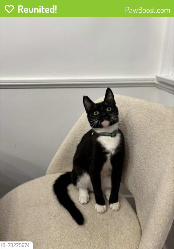 Reunited Female Cat last seen Cecilia st, La villa st, Downey, CA 90241