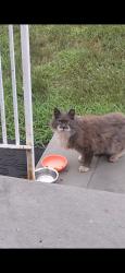 Found/Stray Unknown Cat last seen Near Chelsea Ave. W., Babylon, West Babylon, NY 11704