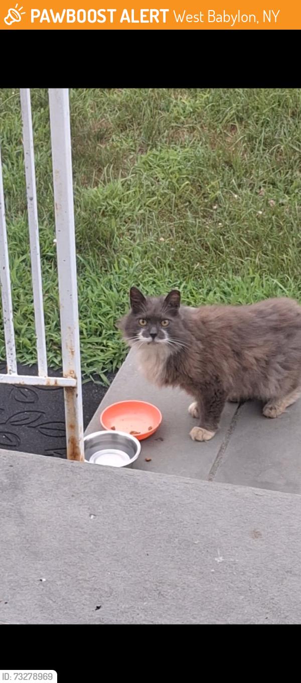 Found/Stray Unknown Cat last seen Near Chelsea Ave. W., Babylon, West Babylon, NY 11704