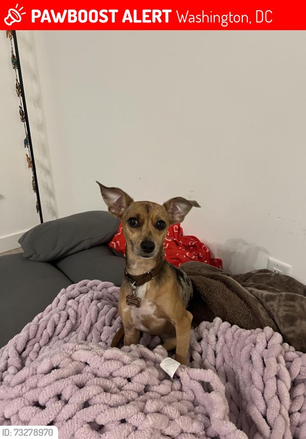 Lost Female Dog last seen Going up Rhode Island from Florida, Washington, DC 20001