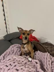 Lost Female Dog last seen Going up Rhode Island from Florida, Washington, DC 20001