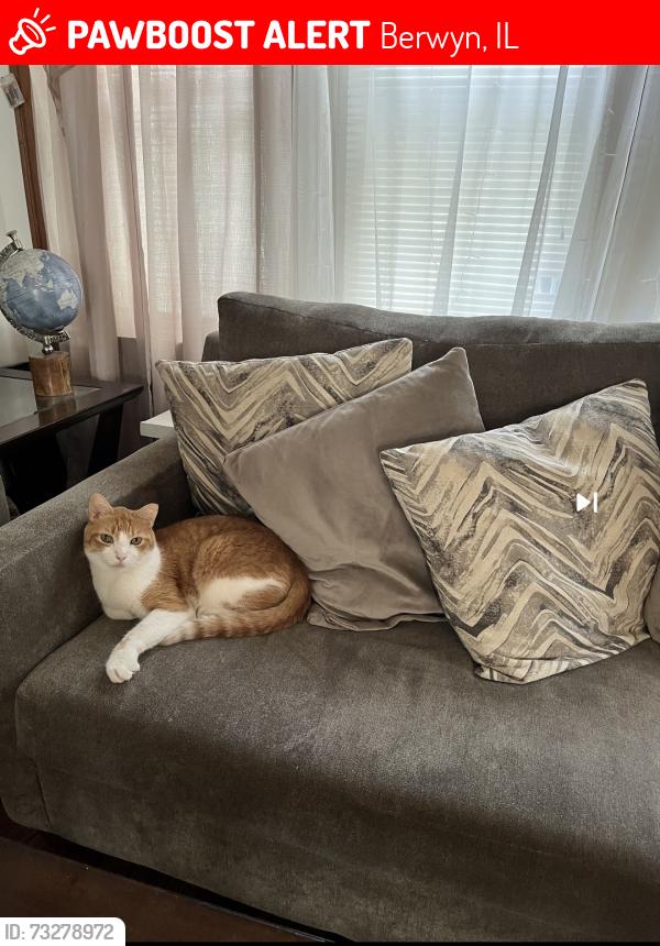 Lost Male Cat last seen 19th & Wesley. Near Cermak. In Berwyn, IL, Berwyn, IL 60402