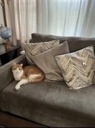 Lost Male Cat last seen 19th & Wesley. Near Cermak. In Berwyn, IL, Berwyn, IL 60402