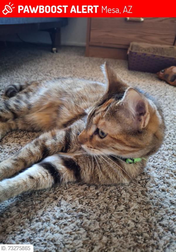 Lost Female Cat last seen Lindsey and Pueblo, Mesa, AZ 85204