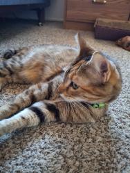 Lost Female Cat last seen Lindsey and Pueblo, Mesa, AZ 85204