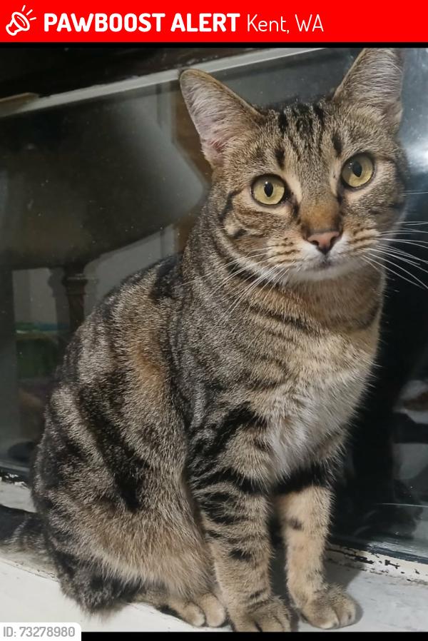 Lost Female Cat last seen 252nd pacific hwy, Kent, WA 98032