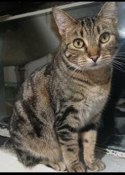 Lost Female Cat last seen 252nd pacific hwy, Kent, WA 98032