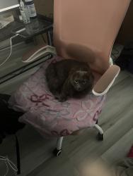 Reunited Female Cat last seen Near Springfield Ln, Rowlett, TX 75088, USA, Rowlett, TX 75088