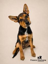 Shelter Stray Male Dog last seen Church Ave & S Polk Ave, Fresno Zone Fresno CO 1A 93706, CA, 1510 W Dan Ronquillo Dr, Fresno, CA 93706, USA