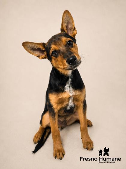 Shelter Stray Male Dog last seen Church Ave & S Polk Ave, Fresno Zone Fresno CO 1A 93706, CA, 1510 W Dan Ronquillo Dr, Fresno, CA 93706, USA
