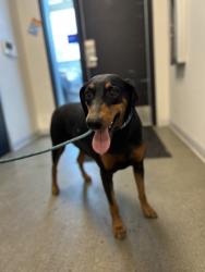 Shelter Stray Female Dog last seen S Orange Ave & E Malaga Ave, Fresno Zone Fresno CO 3 93725, CA, 1510 W Dan Ronquillo Dr, Fresno, CA 93706, USA