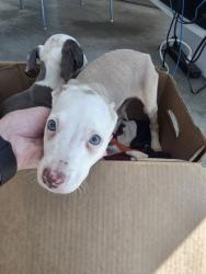 Shelter Stray Male Dog last seen Near Block of Crest Dr, District 13 - Tarrant County, TX, 355 Hillshire Dr, Haslet, TX 76052, USA