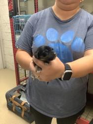 Shelter Stray Female Dog last seen Near martin st, East District,, 355 Hillshire Dr, Haslet, TX 76052, USA