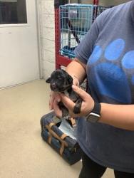 Shelter Stray Male Dog last seen Near martin st, East District,, 355 Hillshire Dr, Haslet, TX 76052, USA